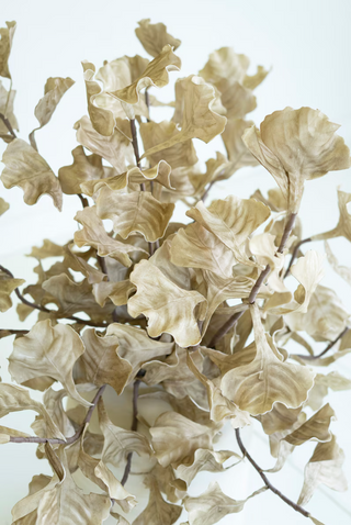 Gingko Botanica